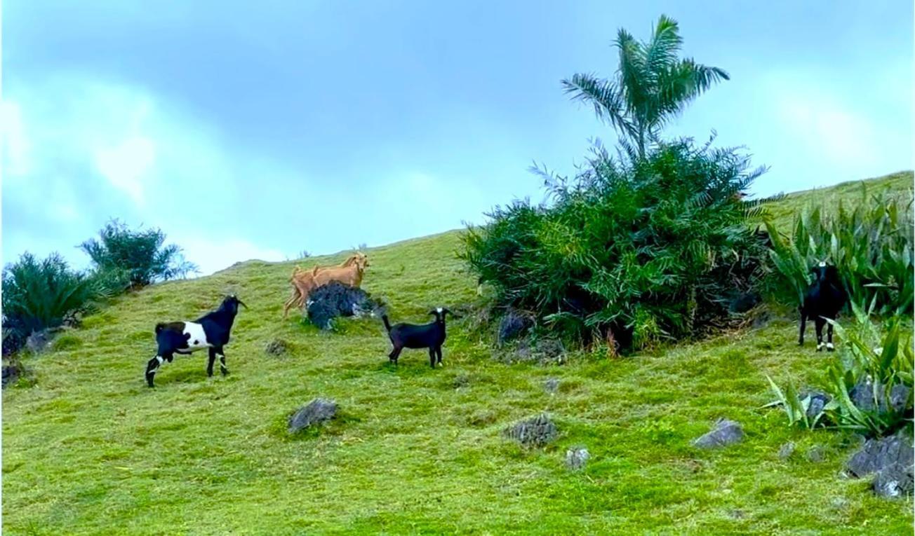 Las Galeras Village Ecolodge Dış mekan fotoğraf